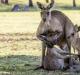 Роды кенгуру: интересные факты Как развивается детеныш кенгуру