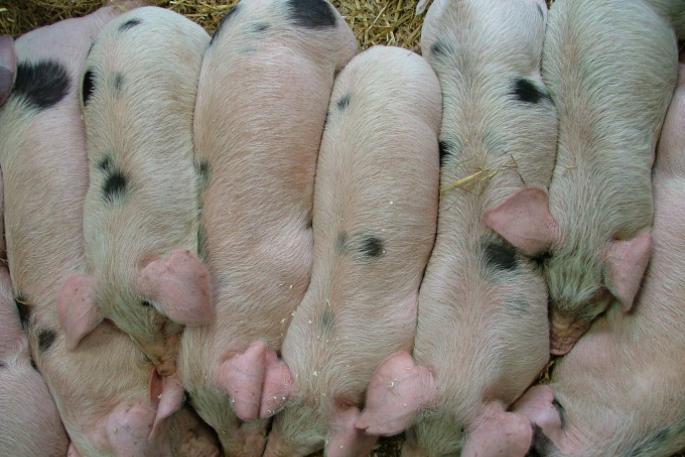 Наилучшее время для проведения случки и определение супоростности у свиней